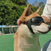 UV Pet Eye Protective Doggles