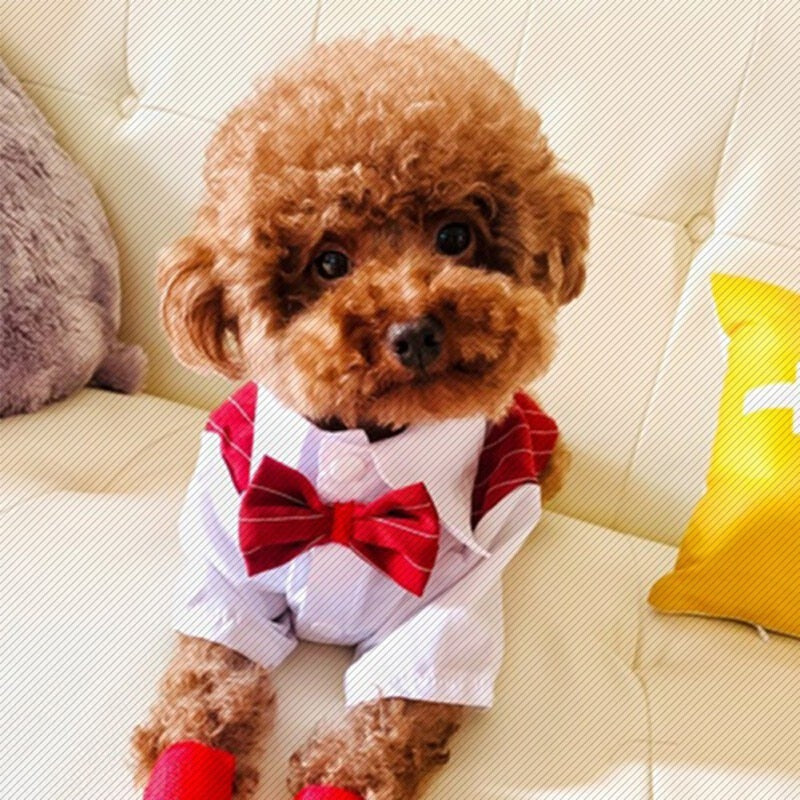 Gentleman Dog Clothes